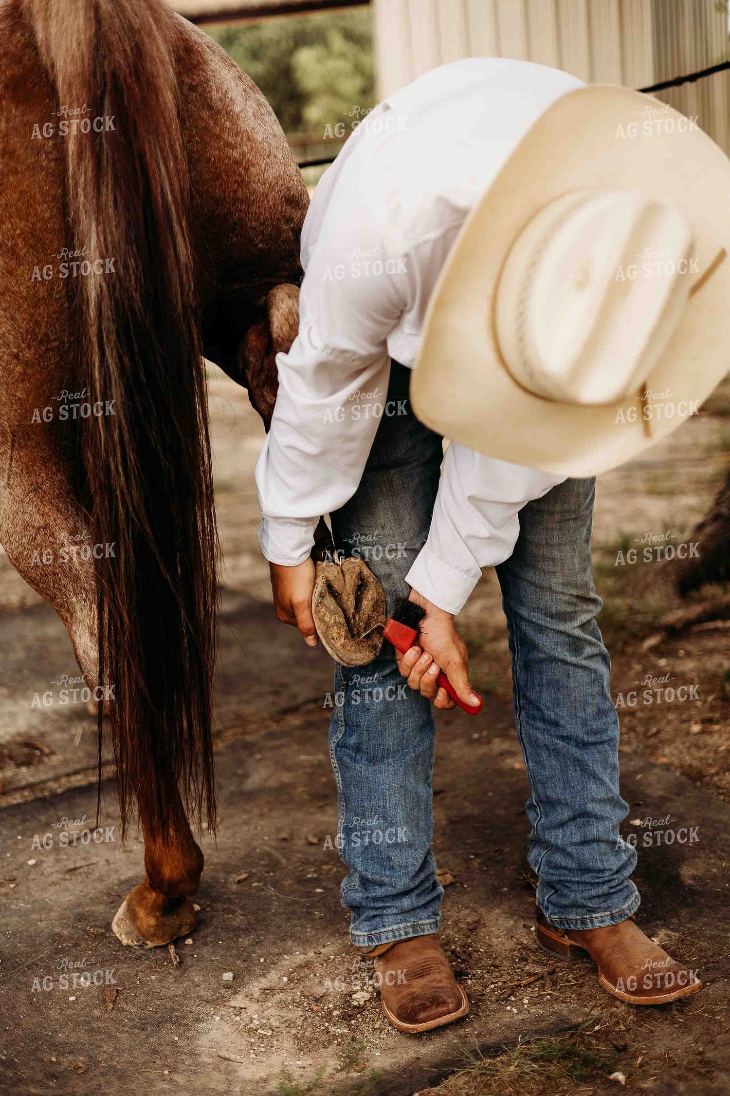 Cleaning Horse Hoof 281078