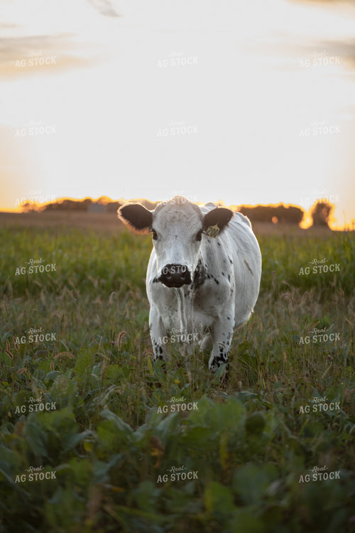 Cattle in Green Pasture 76073