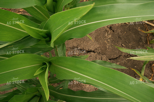 Dry Soil in Corn Field 25985