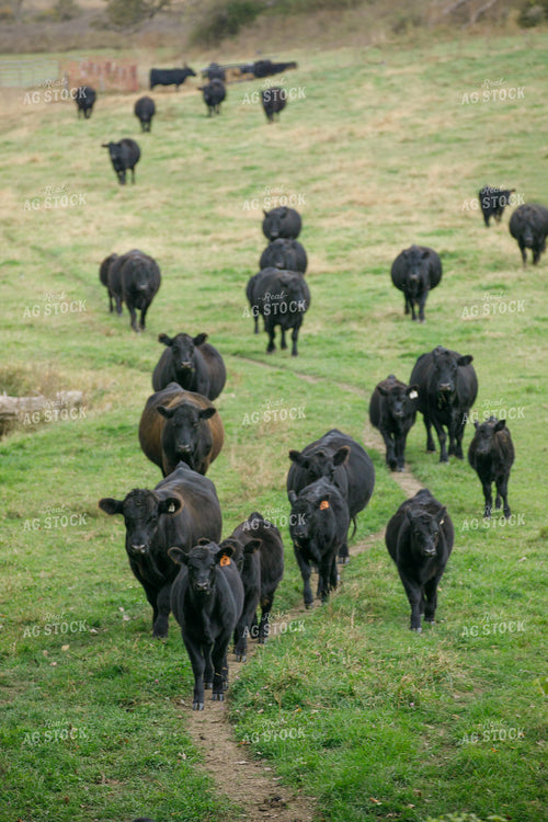 Black Angus Cow Calf Pairs 145096