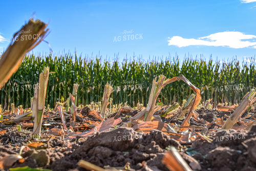 Silage Harvest 56550