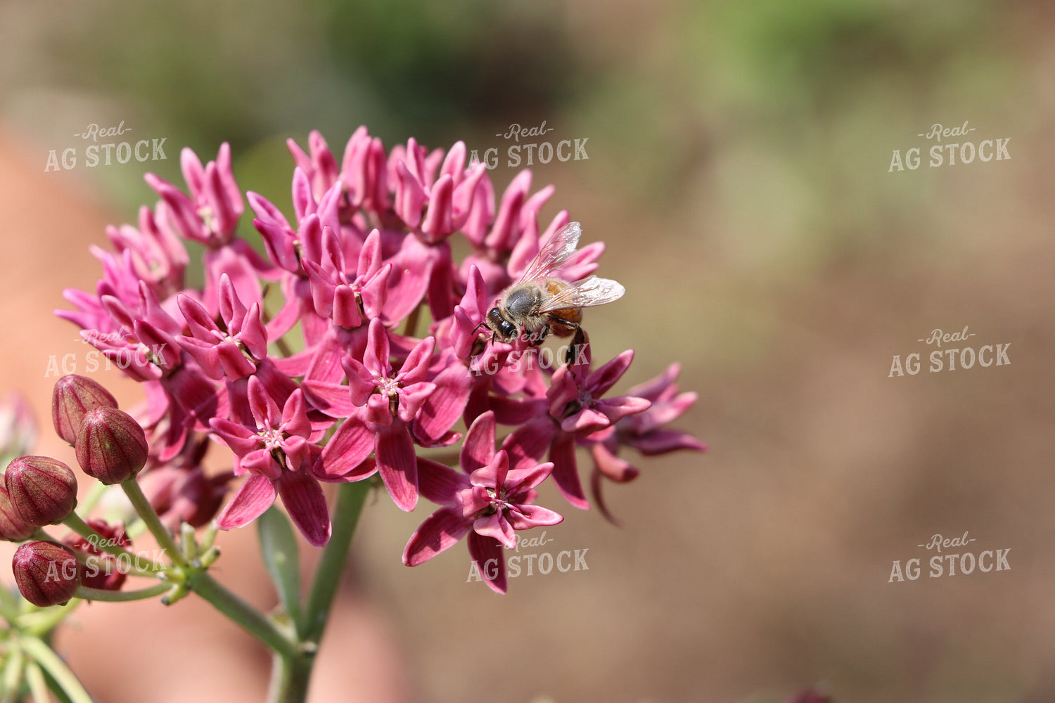Pollinator on Flower 201005