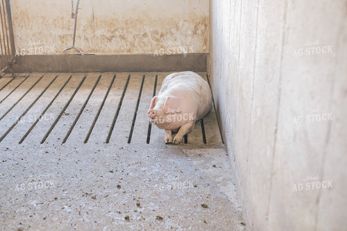 Pig in Pen in Modern Barn 3218