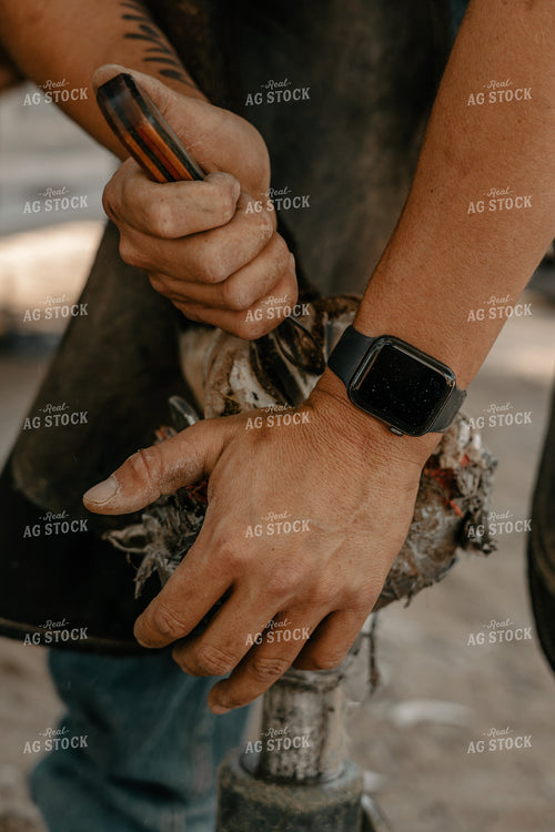 Shoeing Horse 58262