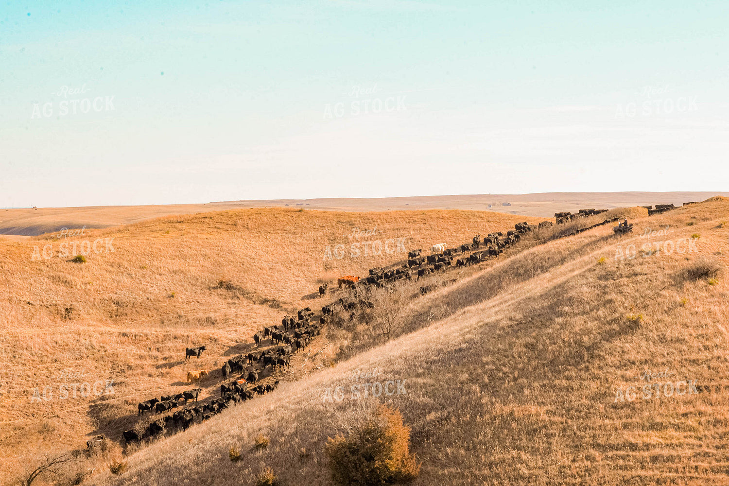 Moving Cattle Herd 299117