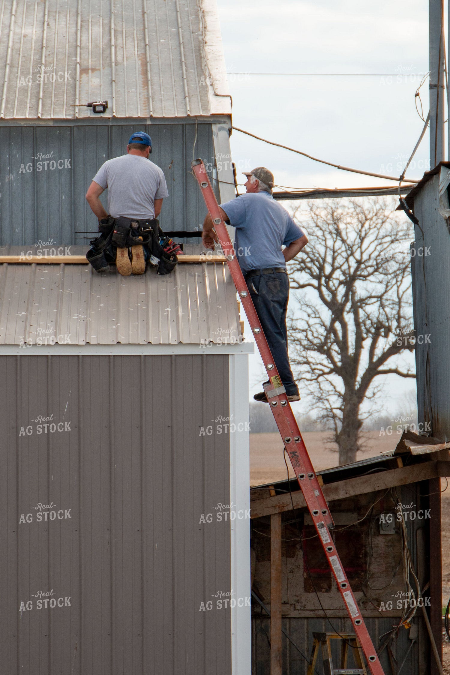 Putting up Barn 157057