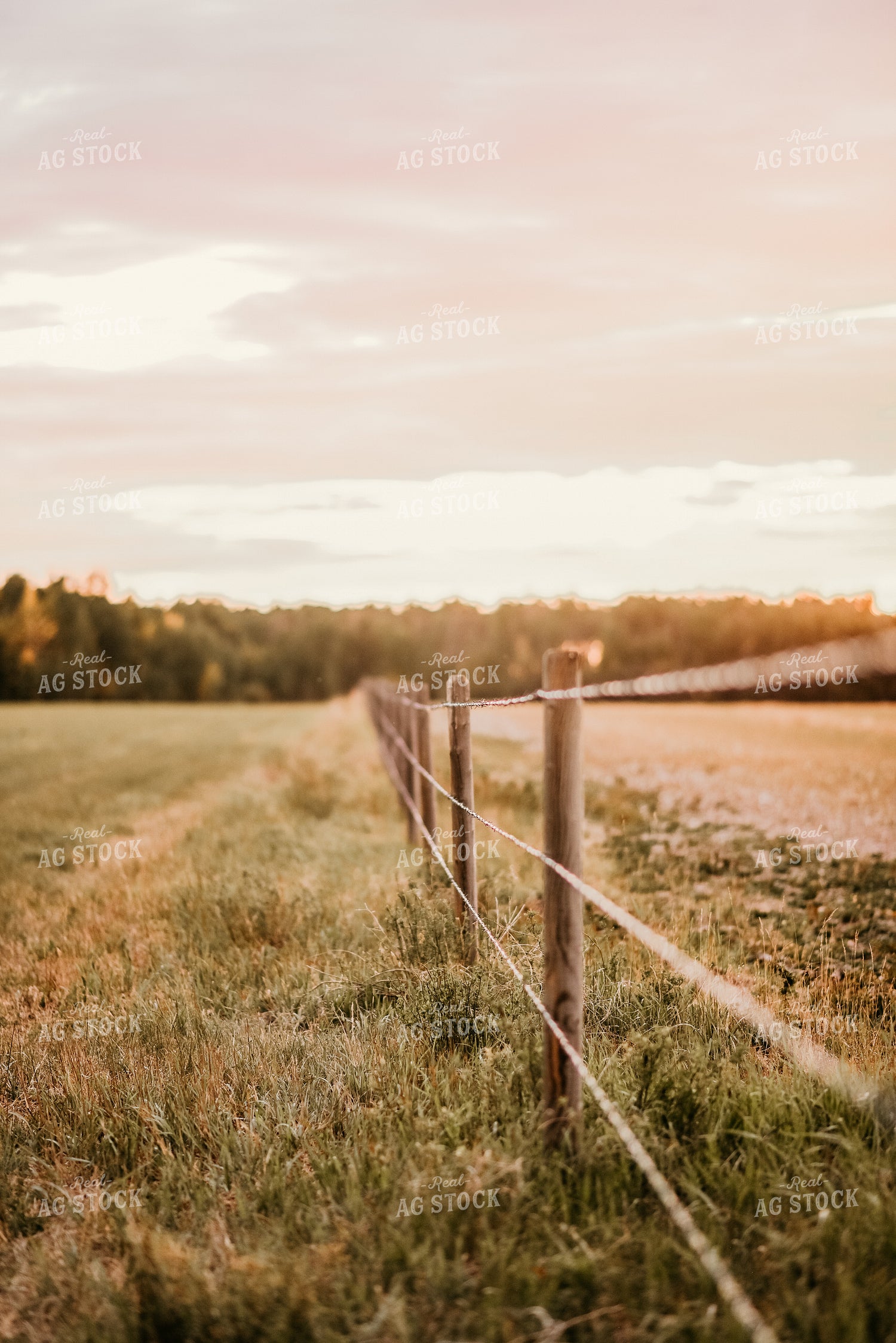 Fence Line of Pasture 64237