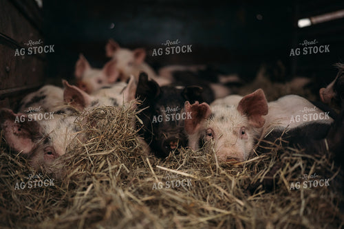 Pigs in Trailer 196084