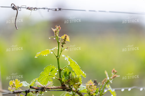 Vineyard Grape Bud Break 107038