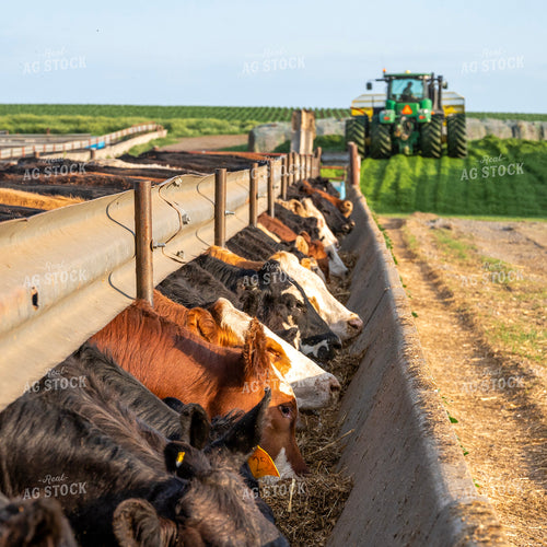 Cattle Eating at Feedbunk 211007