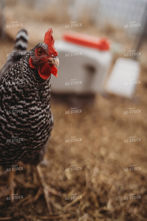 Backyard Chicken 196078