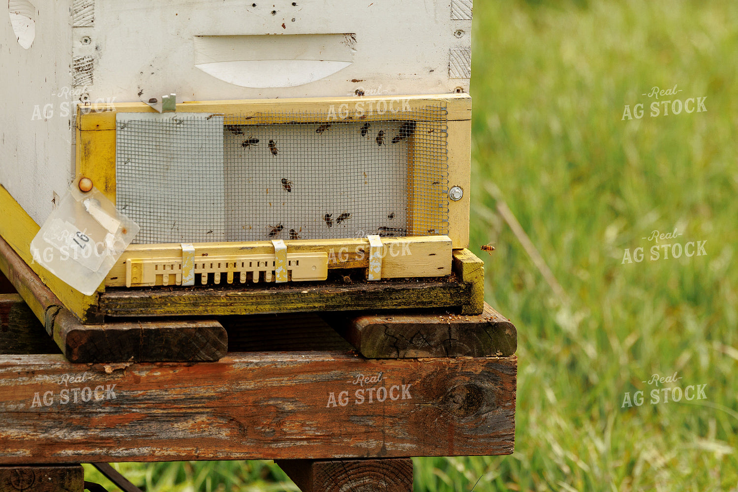 Bee Box 104026