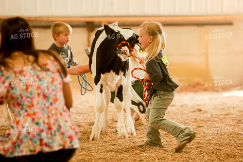 Showing Cattle 161045