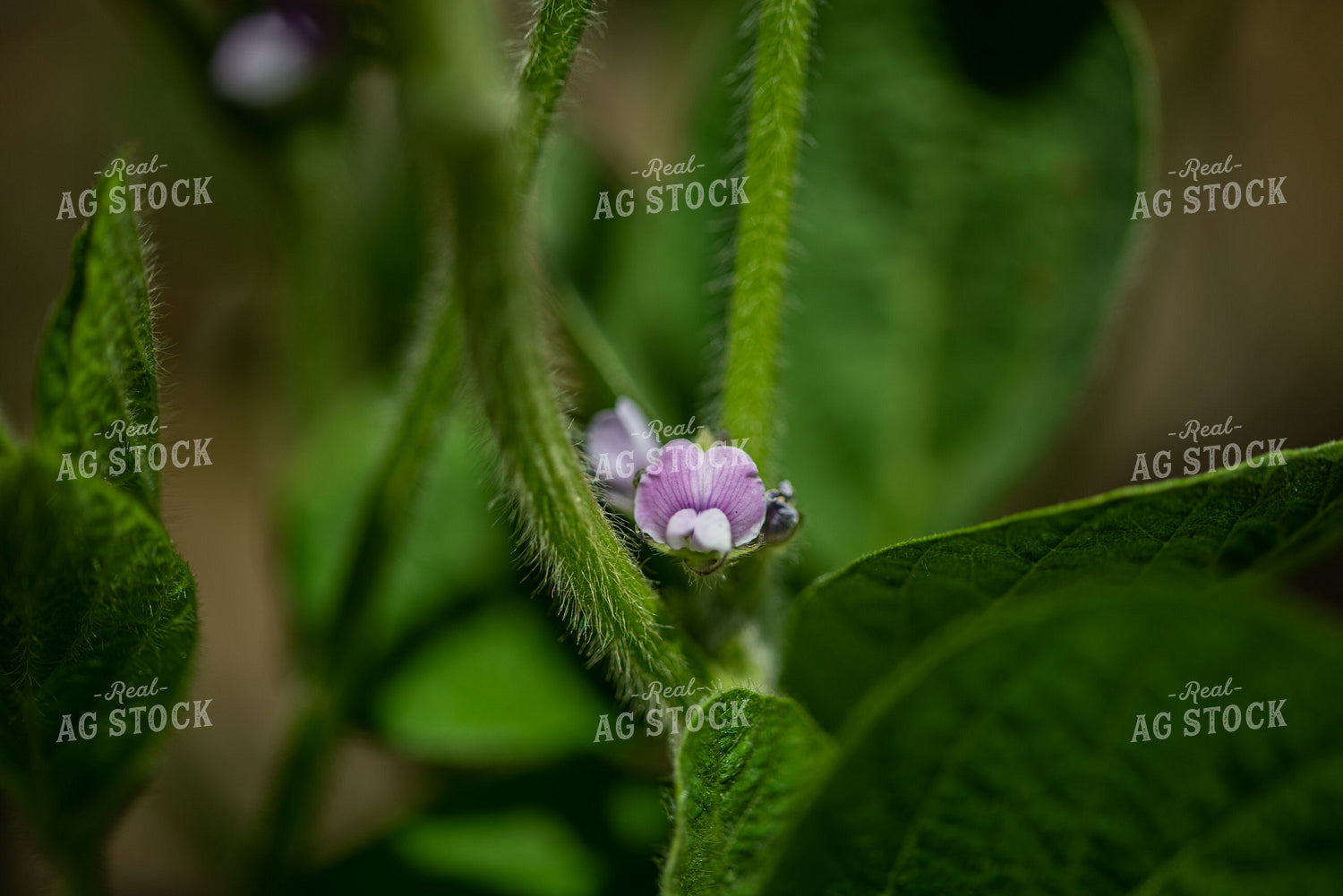 Up Close Soybean Plant With Purple Flowers 76194