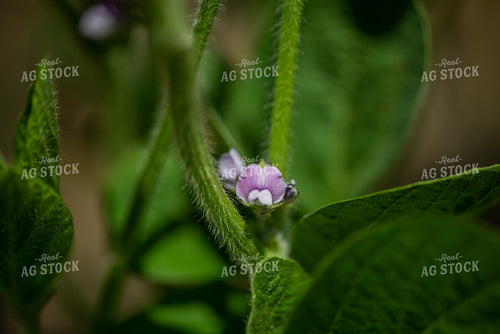 Up Close Soybean Plant With Purple Flowers 76194