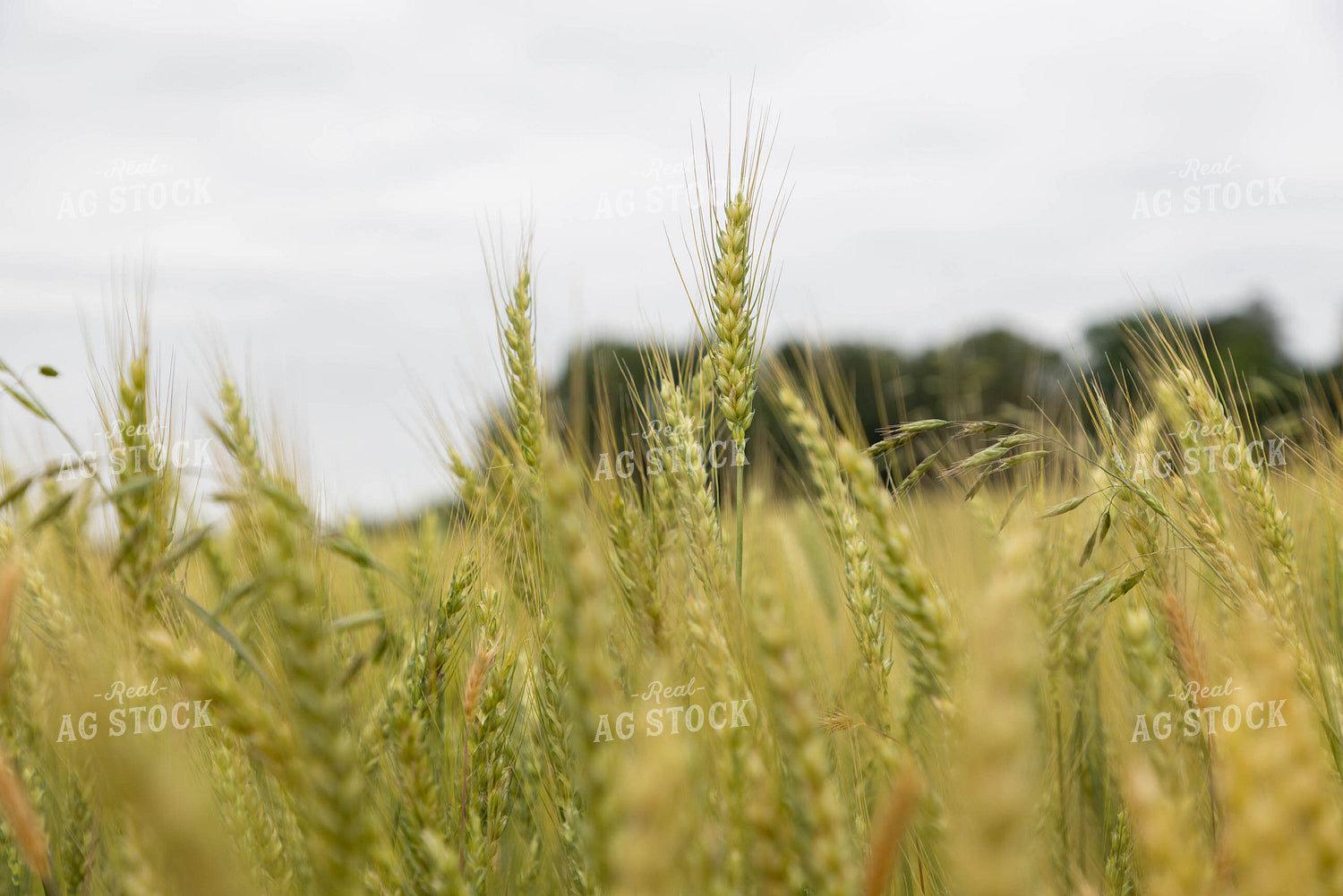 Wheat 79648