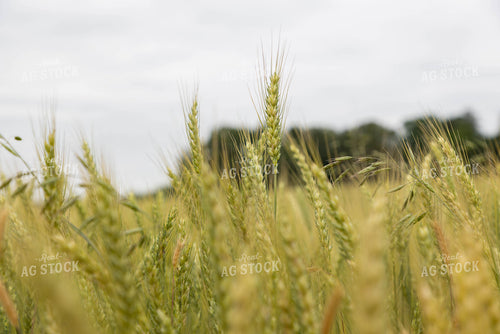 Wheat 79648