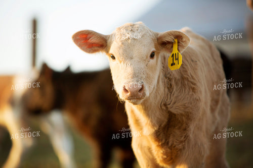 Calf - Charolais and Angus Cross 2266