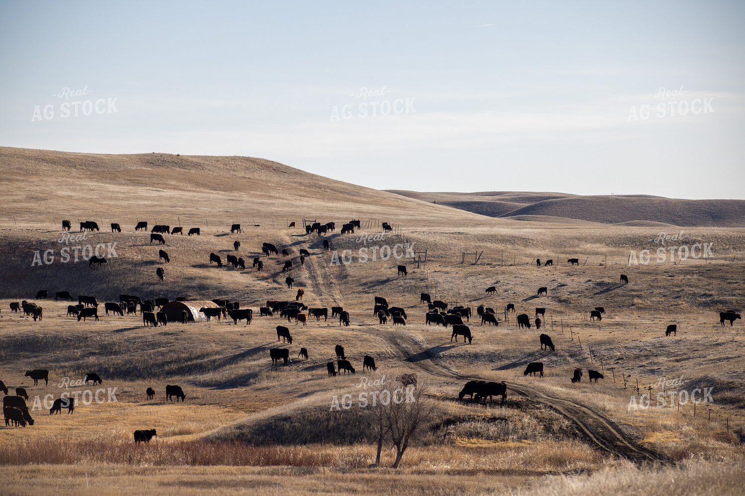 Cattle Herd Grazing 261125