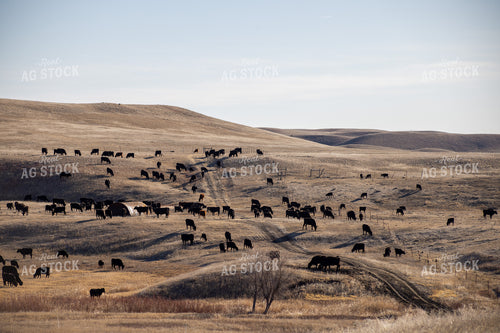 Cattle Herd Grazing 261125