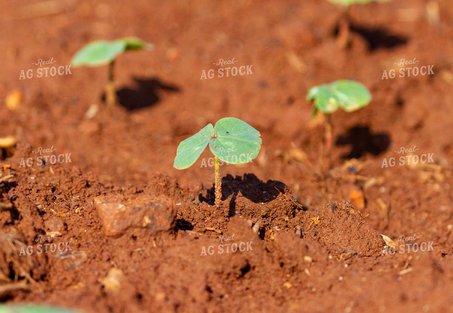Soybeans Emerge in Field 79288