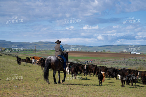 Cowboy Herding Cattle on a Rural Landscape with Rolling Hills 65345