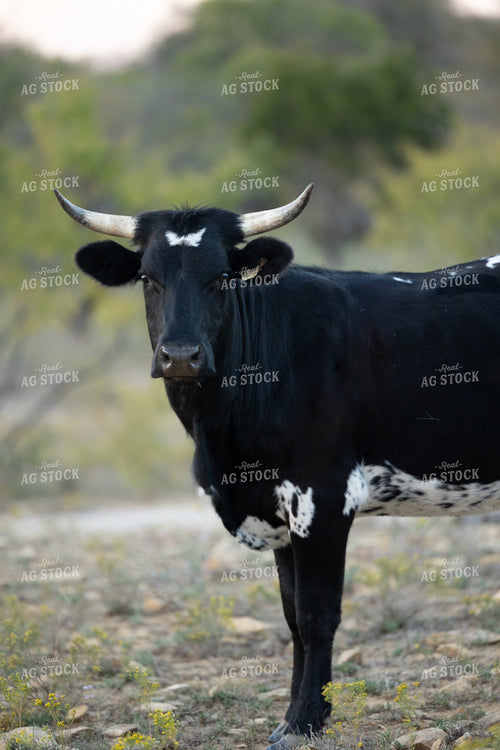 Longhorn Cattle 205010