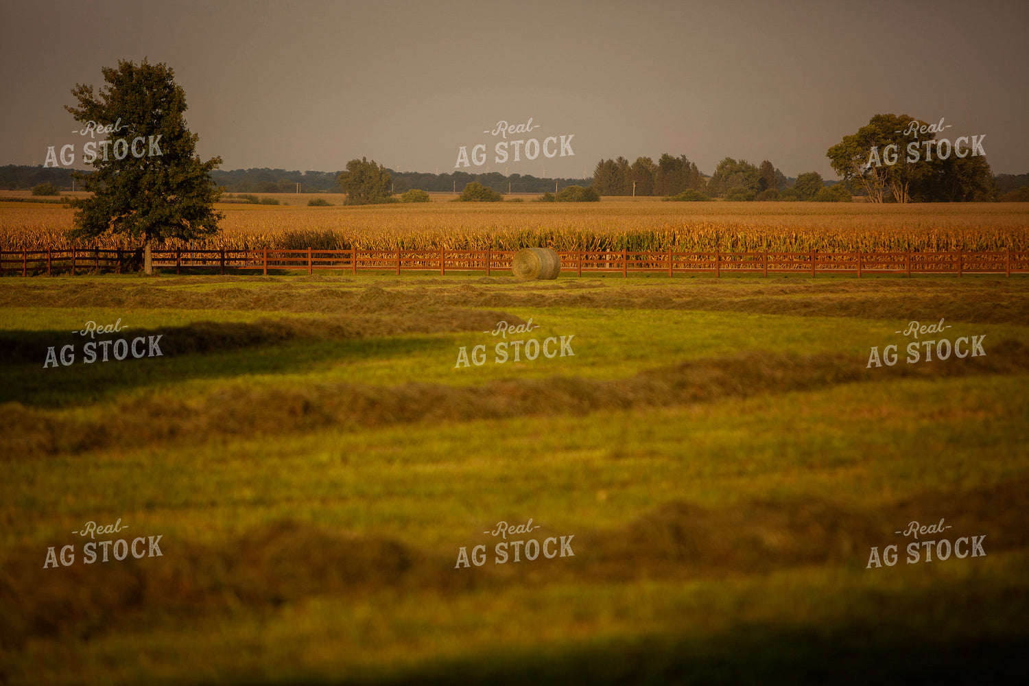Raked Hay in Field 5500