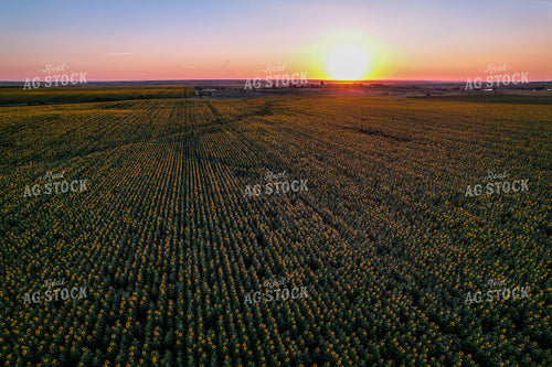 Aerial of Sunflower Field 261065
