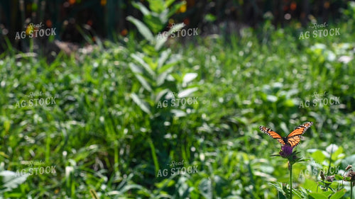 Butterfly Collecting Nectar and Pollen from Wildflowers on CRP Land 25074