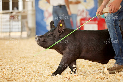 Show Pig 127083