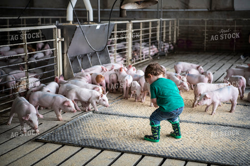 Farm Kid with Piglets 197016