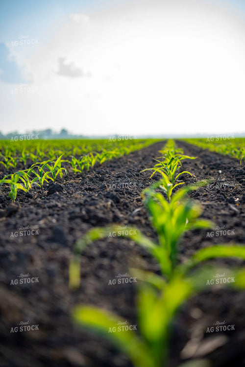 Early Growth Corn Plant 136089