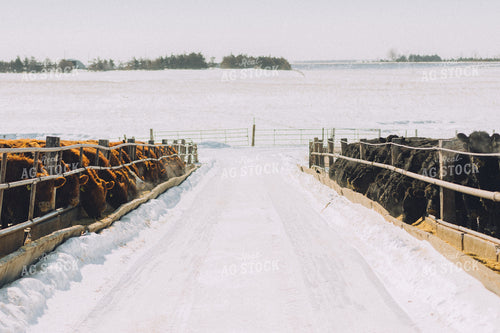 Winter Feed Lot - Cattle Eating Out of Bunks 53088