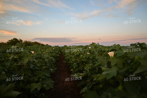 Blossuming Cottle Field 149012