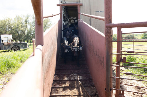Calves on Loading Chute 205079