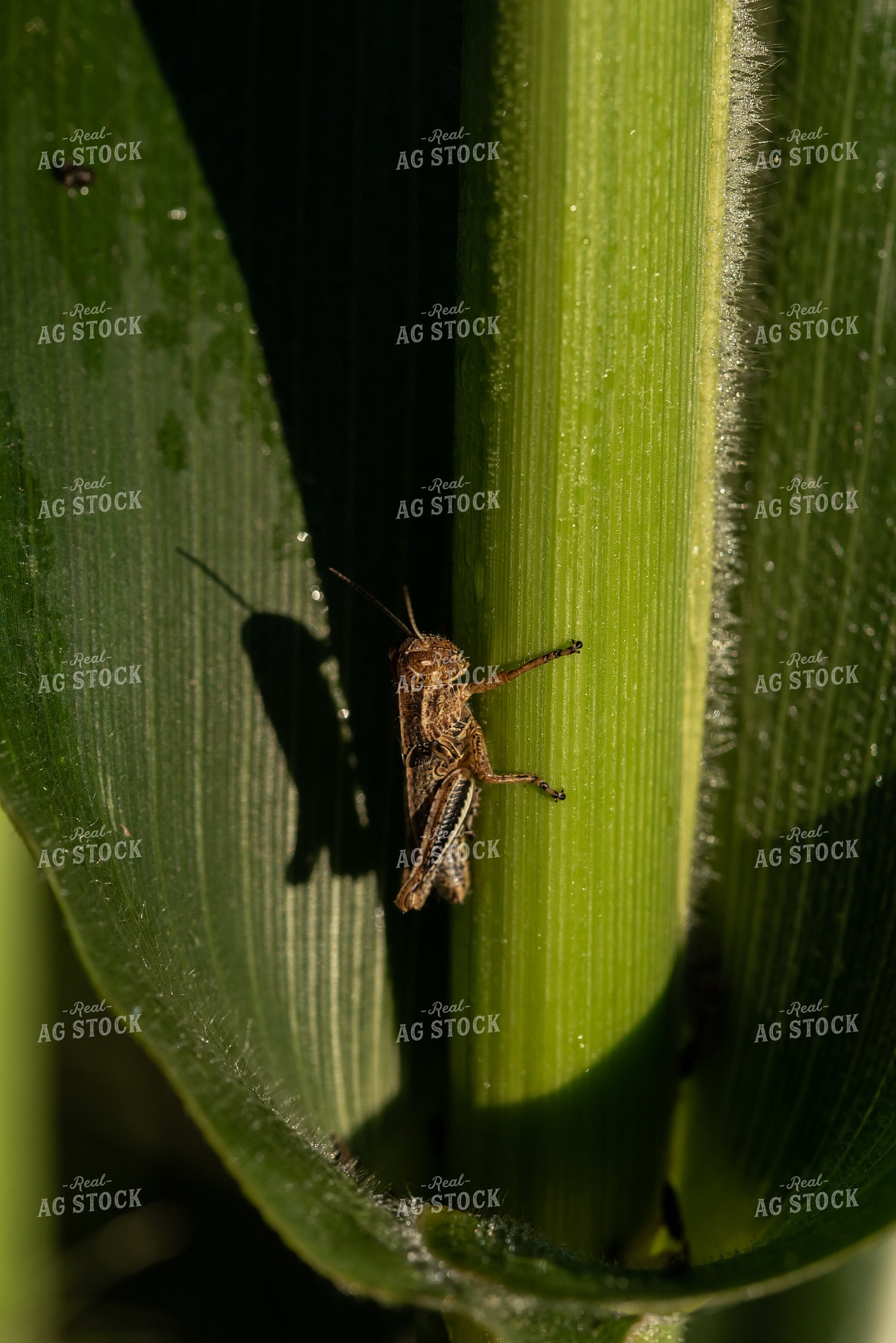 Grasshopper on Corn Plant 76244