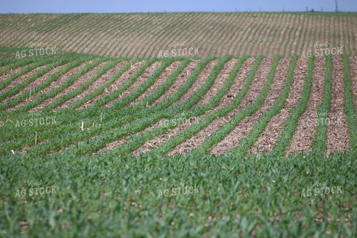 Corn Field 82514