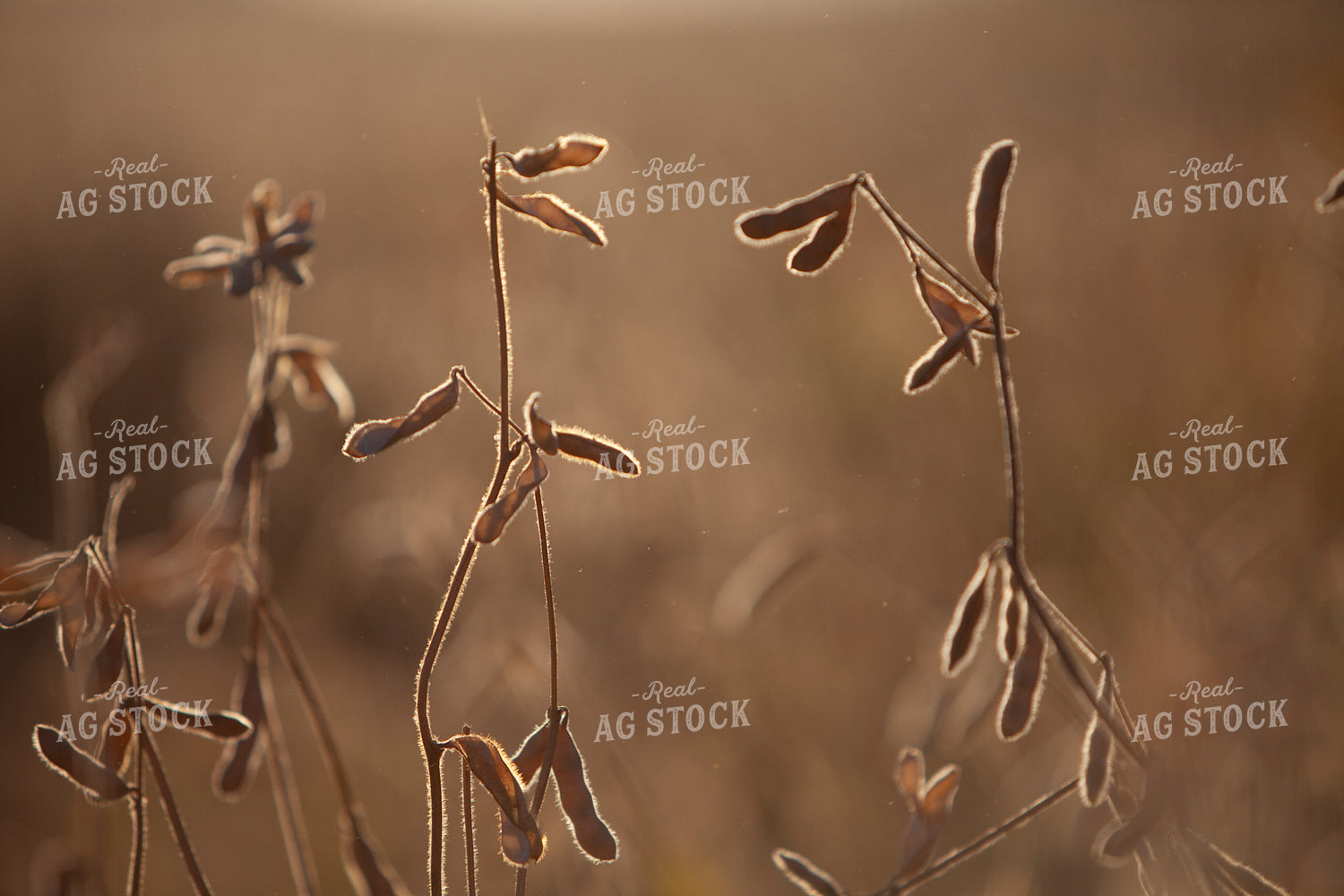 Soybeans - Dry 1600