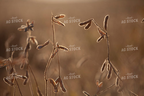 Soybeans - Dry 1600