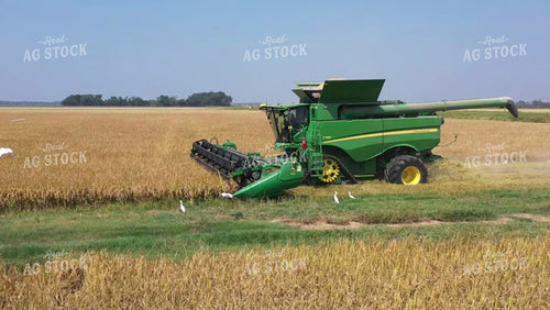 Rice Harvest 79476
