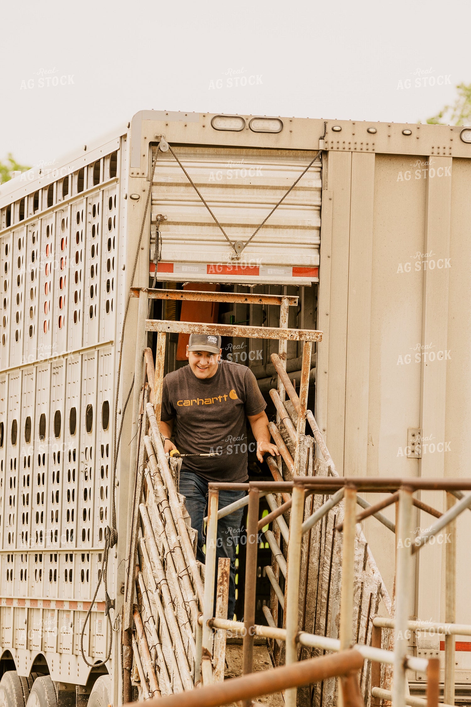 Rancher Loading Cattle 207021