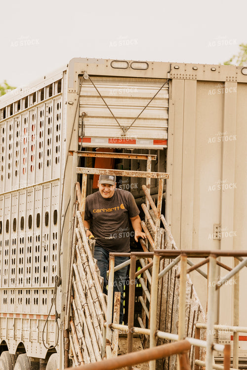 Rancher Loading Cattle 207021