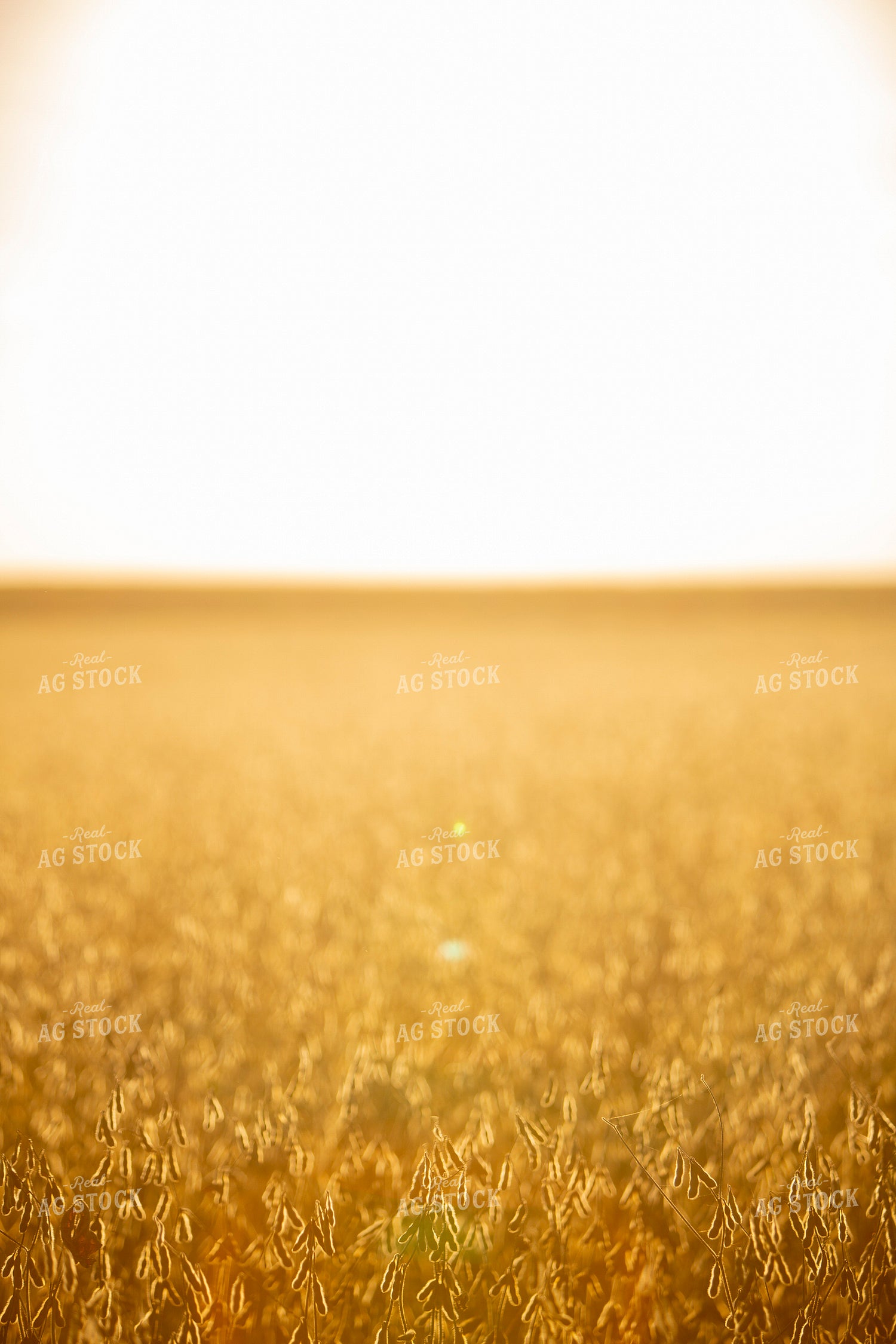 Soybeans - Dry 1538