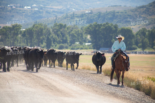 Cowboy on Cattle Drive 117413