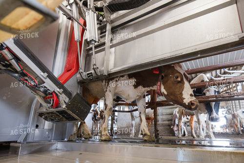 Robotic Milking Unit in Use 270202