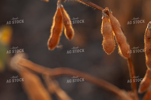 Soybeans - Dry 1593