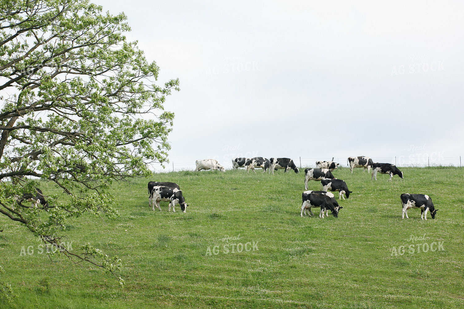 Holstein Cattle on Pasture 145100