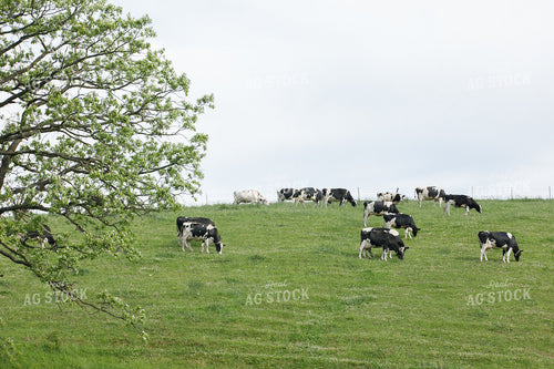 Holstein Cattle on Pasture 145100