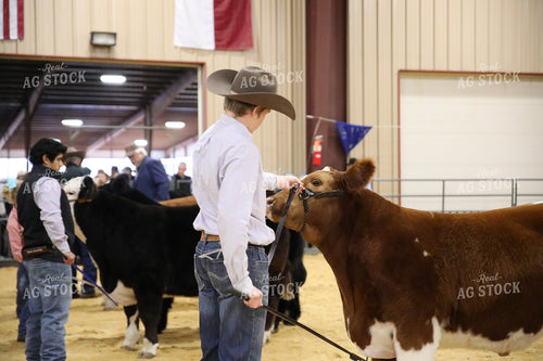 Showing Cattle 102072